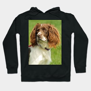 Springer Spaniel Hoodie